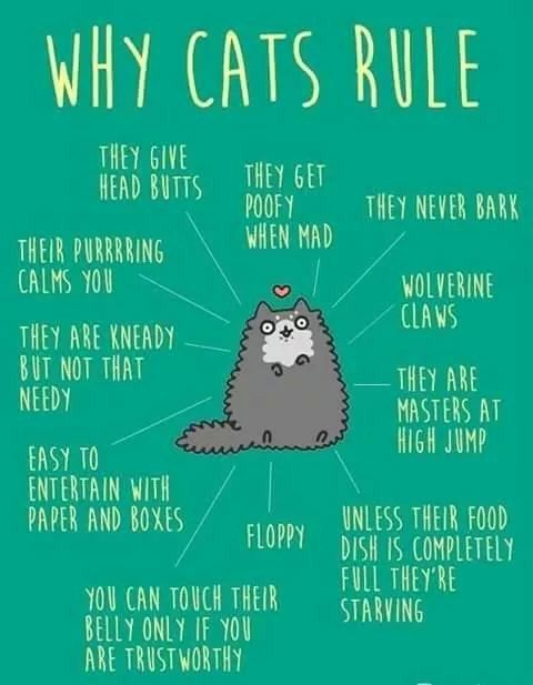 cat quotes about rules