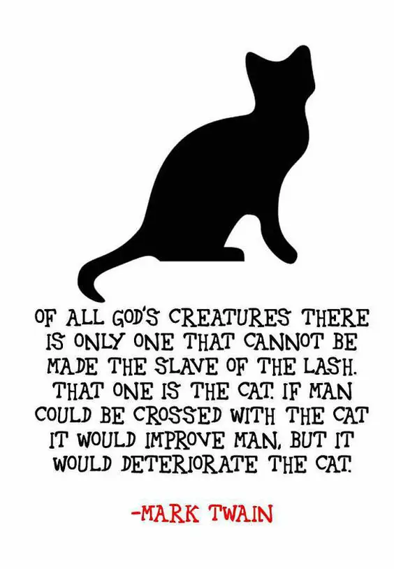 cat quotes and human relationship