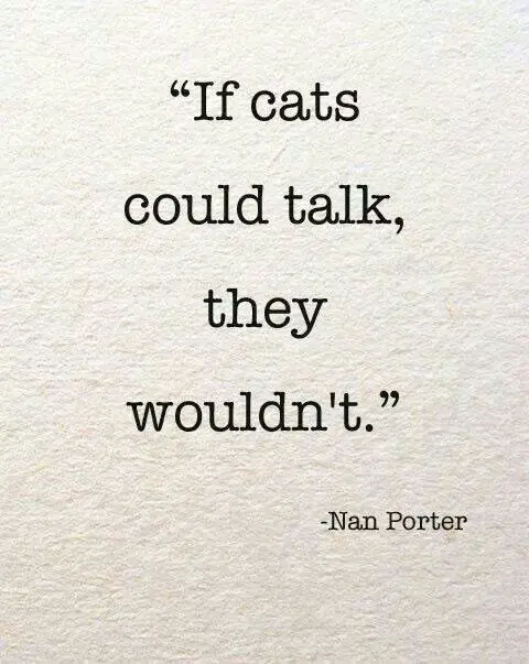 cat sayings