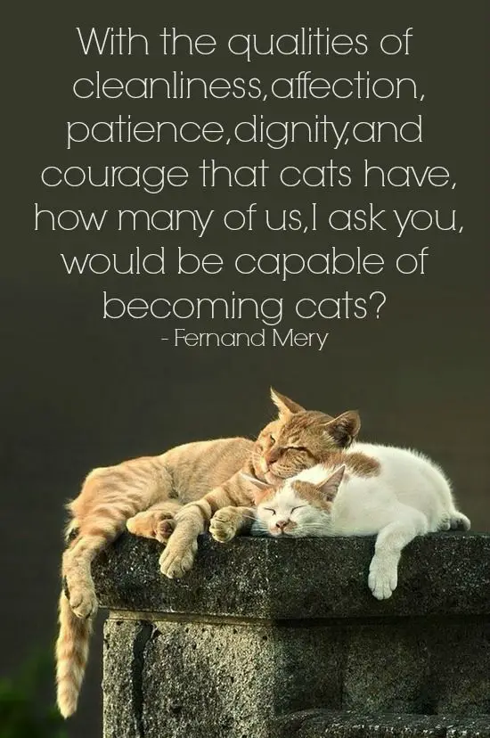 cute cat quotes