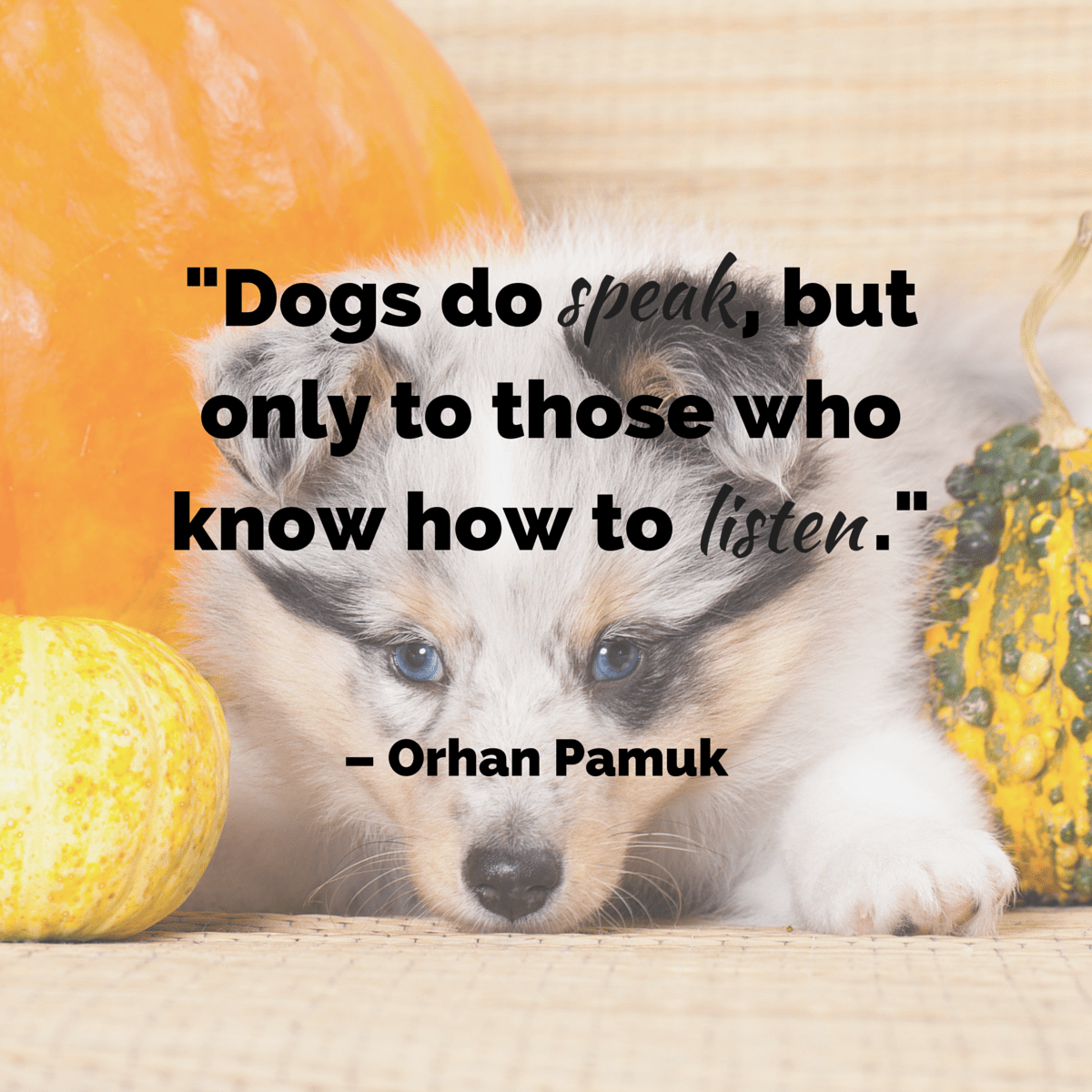 207+ EXCLUSIVE Dog Quotes That Are So True   BayArt