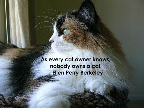 funny cat quotes