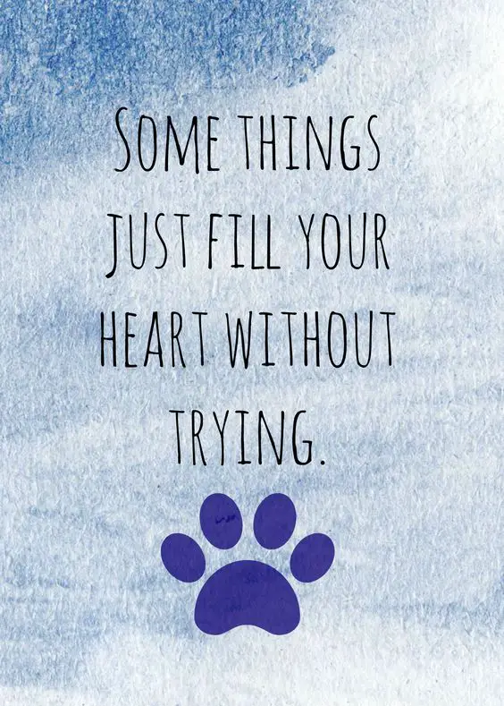 i love my dog quotes sayings