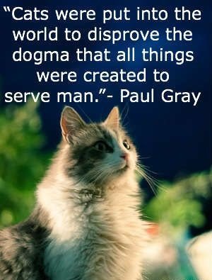 quotes about cats