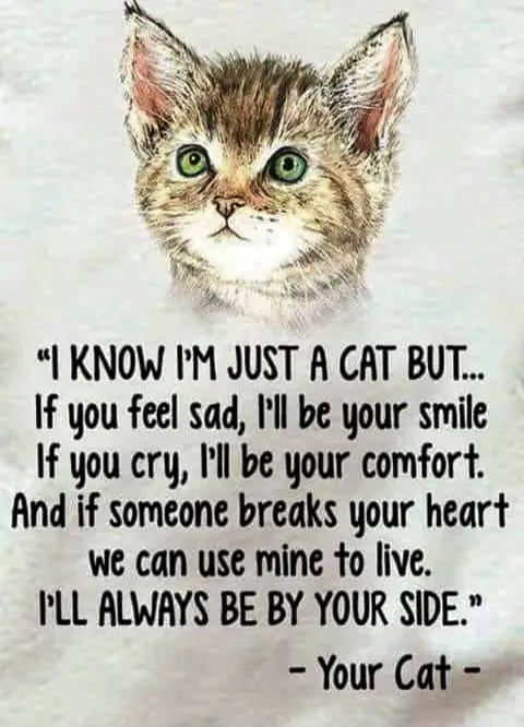 sweet cat quotes