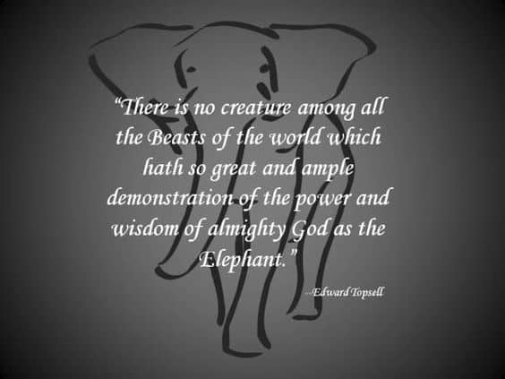 wisdom from elephant quotes