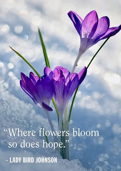 spring quotes and sayings