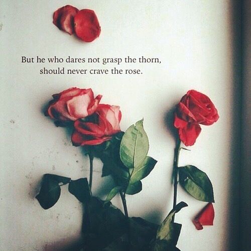 rose lover quotes