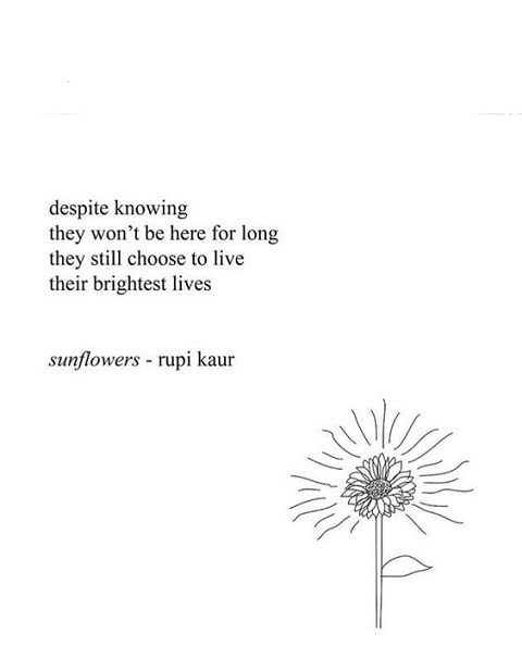 rupi kaur quotes sunflowers
