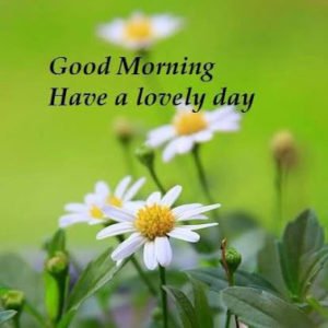 55+ NEW Good Morning Images Always Bring Happiness - BayArt