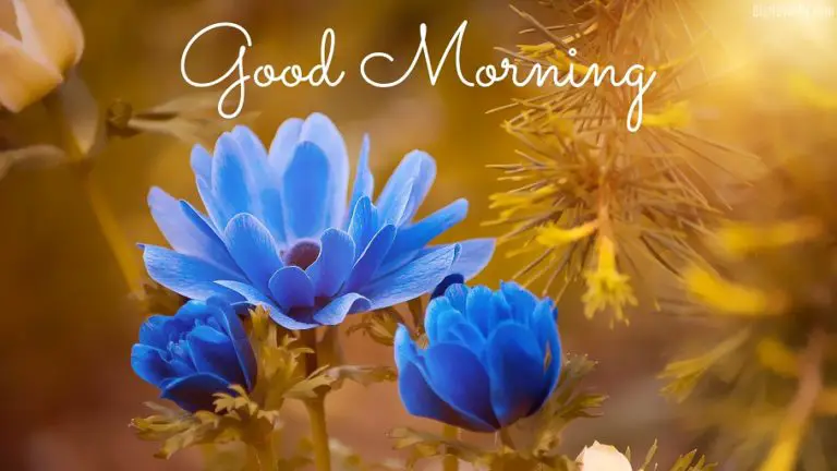 55+ New Good Morning Images Always Bring Happiness - Bayart