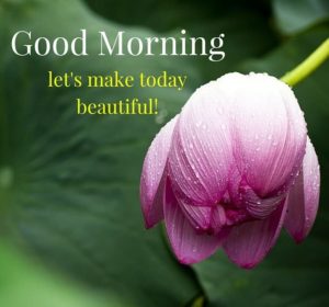 55+ NEW Good Morning Images Always Bring Happiness - BayArt