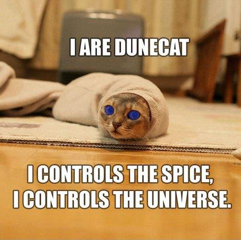 [Image: cat-memes-clean.jpg]