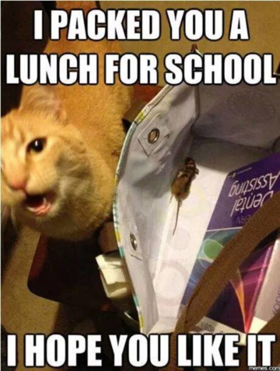 70+ Funny Cat Memes Everyone Can Relate To - BayArt