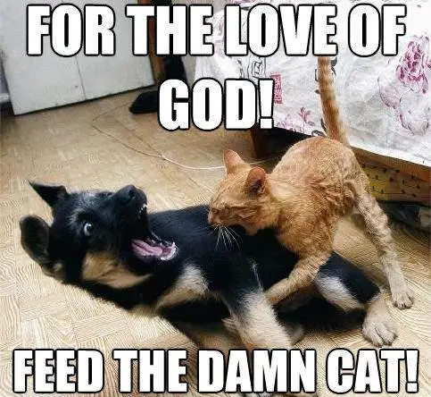 44 Best Grumpy Cat Memes Images Grumpy Cat Cat Memes Grumpy