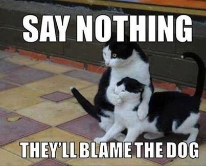 70 Funny Cat Memes Everyone Can Relate To Bayart