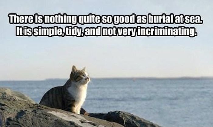 70 Funny Cat Memes Everyone Can Relate To BayArt