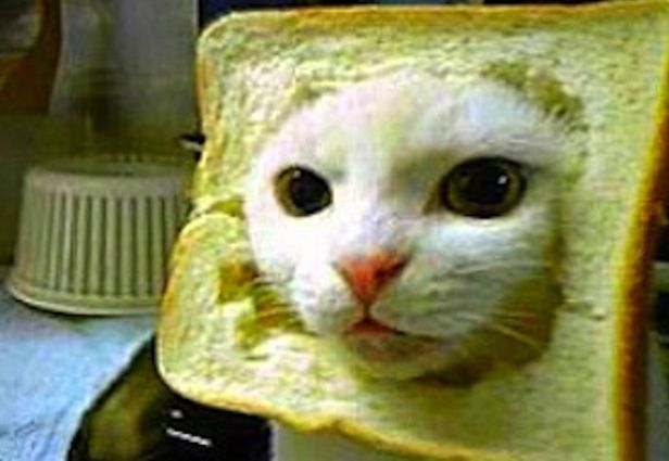 70 Funny Cat Memes Everyone Can Relate To BayArt