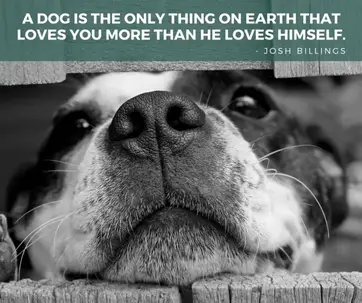 157 Exclusive Dog Quotes That Are So True Bayart