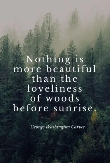 203+ EXCLUSIVE Nature Quotes That Will Remind You Beauty - BayArt